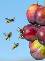  Vespula vulgaris - Common Wasp feeding on ripe plums. 