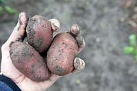 Holding Solanum tuberosum 'Lily Rose' - Potato harvested in mid August.