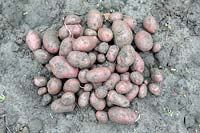Lifted potato harvest - Solanum tuberosum 'Lily Rose'