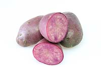 Solanum tuberosum 'Lily Rose' potato 