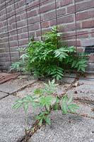 Rhus typhina -  stag's horn sumac - invasive species growing between pavement slabs in Amsterdam, The Netherlands. 