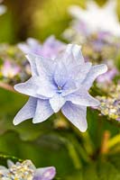 Hydrangea flower 