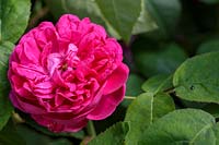Rosa - Pink rose