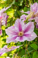 Clematis with pink flowers. 