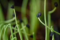 Allium cepa 'De Barletta'  - Onion seedlings with seed coat still attached  