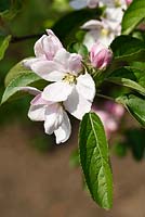 Malus domestica 'Elstar'  -  Apple blossom 'Elstar'