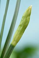 Narcissus 'Little Sentry' - Daffodil  'Little Sentry'