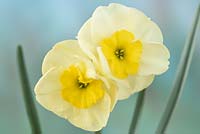 Narcissus 'Little Sentry' - Daffodil 'Little Sentry'