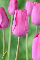 Tulipa 'Pink Flag' - Tulip 'Pink Flag' 