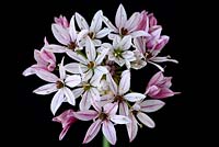 Allium 'Cameleon' - Ornamental onion 'Cameleon'