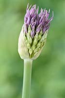 Allium 'Powder Puff' - Ornamental onion 'Powder Puff' flower bud