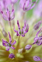 Allium 'Powder Puff' - Ornamental onion 'Powder Puff' flower
