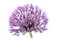 Allium 'Powder Puff' - Ornamental onion 'Powder Puff' flower

