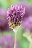 Allium 'Powder Puff' - Ornamental onion 'Powder Puff' opening flower
