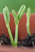 Lathyrus odoratus - Sweet pea seedlings growing in a pot  
