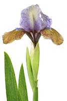 Iris 'Hocus Pocus' - Standard Dwarf Bearded iris 'Hocus Pocus' 
