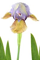 Iris 'Hocus Pocus' - Standard Dwarf Bearded iris 'Hocus Pocus'