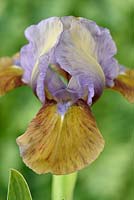 Iris 'Hocus Pocus' - Standard Dwarf Bearded iris 'Hocus Pocus'