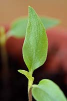 Capsicum baccatum 'Havana Gold' - Chilli Seedling  