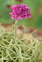 Armeria maritima 'Nifty Thrifty' - Variegated Sea thrift flowers 