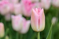Tulipa 'Rosalie'
