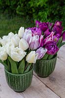 Spring floral arrangement in two glazed pots with Tulipa - Tulips ranging from white to dark pink