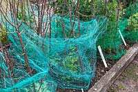Crop protection - netting and sticks to protect young plants against pigeons and other birds