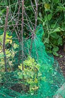 Crop protection - netting and sticks to protect young plants against pigeons and other birds