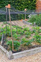 Netting over Strawberry bed - hazel sticks with terracotta pots and netting to prevent birds from eating the ripening fruit
