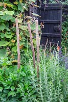 Hazel sticks placed around Dahlia plants to provide support. 