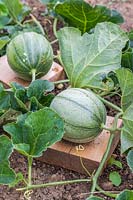 Cucumis melo var. cantalupensis - Developing Melon 'Irina' developing on a piece of wood to avoid contact with soil and potential damage. 