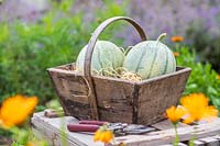 Harvested Melon 'Irina' in wooden trug