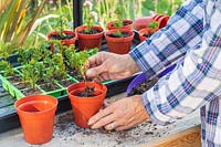Woman potting on rooted Yew cuttings into individual pots