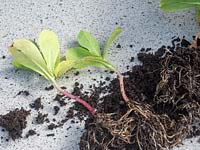Seedlings of Cerinthe major purpurescens - Honeywort - Pride of Gibralter - 