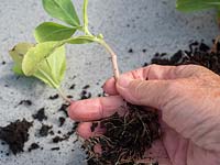 Seedlings of Cerinthe major purpurescens - Honeywort - Pride of Gibralter