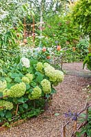 Hydrangea 'Limelight' in border edged with woven rustic fence next to gravel path