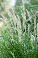 Pennisetum 'Fairy tails ' - Fountain grass 'Fairy tails'
