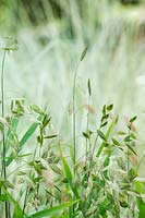 Chasmanthium latifolium - North America wild oats