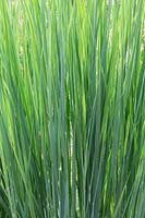 Panicum virgatum 'Northwind' - Switch grass 'Northwind'