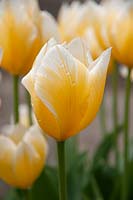 Darwin Hybrid Tulipa 'Jaap Groot'