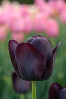 Tulipa 'Queen Of Night' 