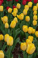 Tulipa 'Golden Parade' 