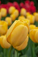 Tulipa 'Golden Parade'