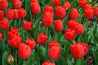 Tulipa 'Parade' 