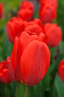 Tulipa 'Parade' 