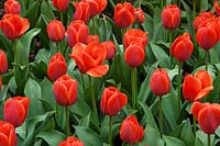 Tulipa 'Ad Rem' 
