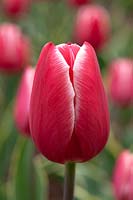 Tulipa 'Charmeur' 