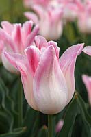 Tulipa 'Holland Chic'