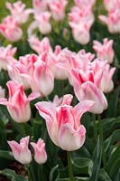 Tulipa 'Holland Chic' 