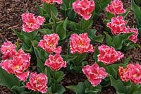 Tulipa 'Joint Division' 